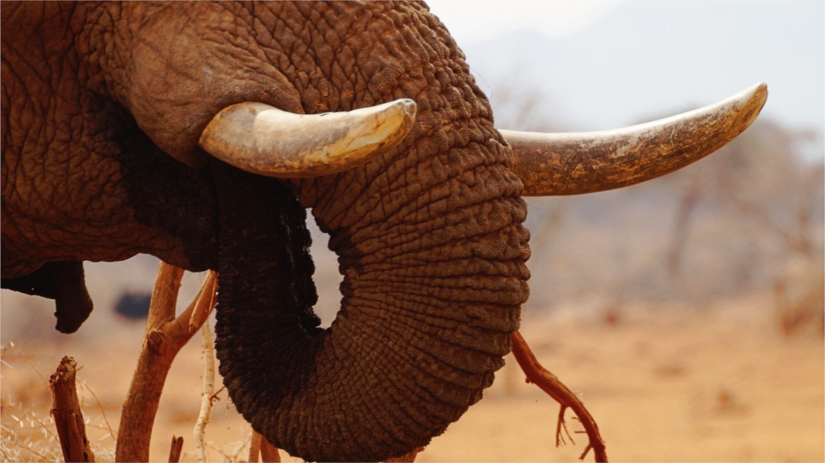 Namibian elephant at Erindi game lodge. 