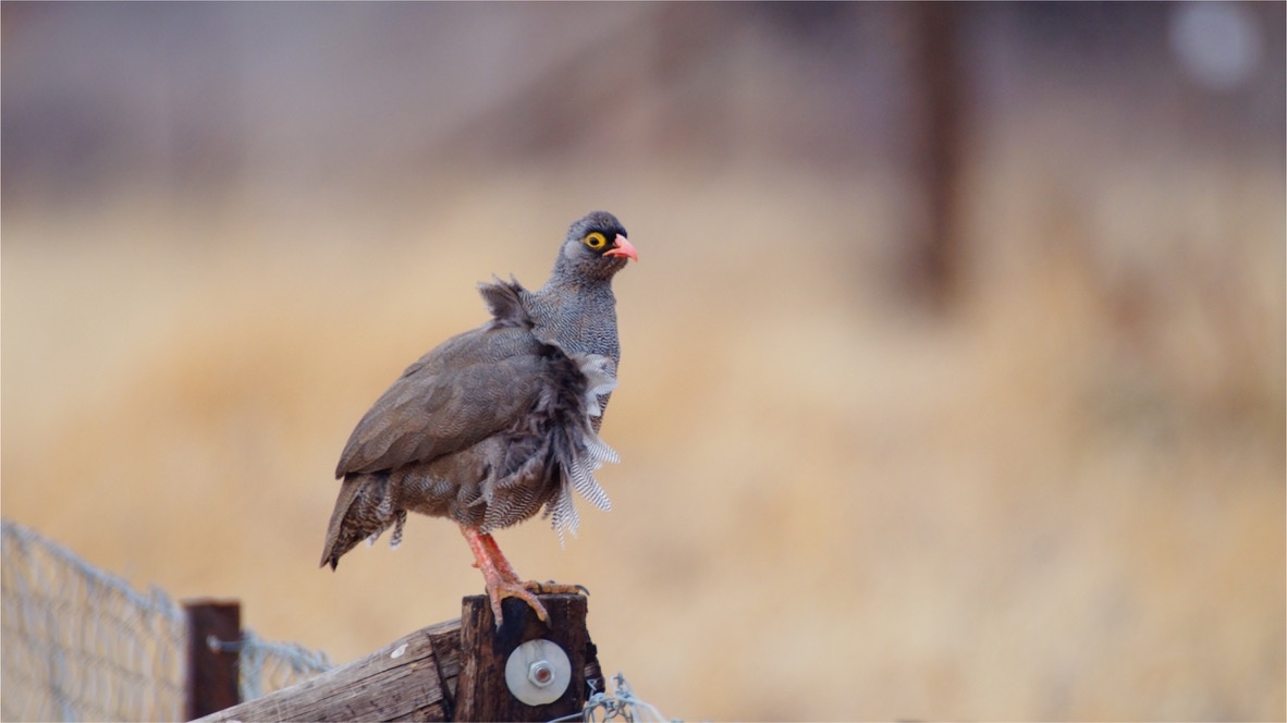 Hartlaub's spurfowl (Pternistis hartlaubi) 