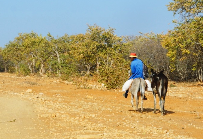 Himba boy on a donkey.