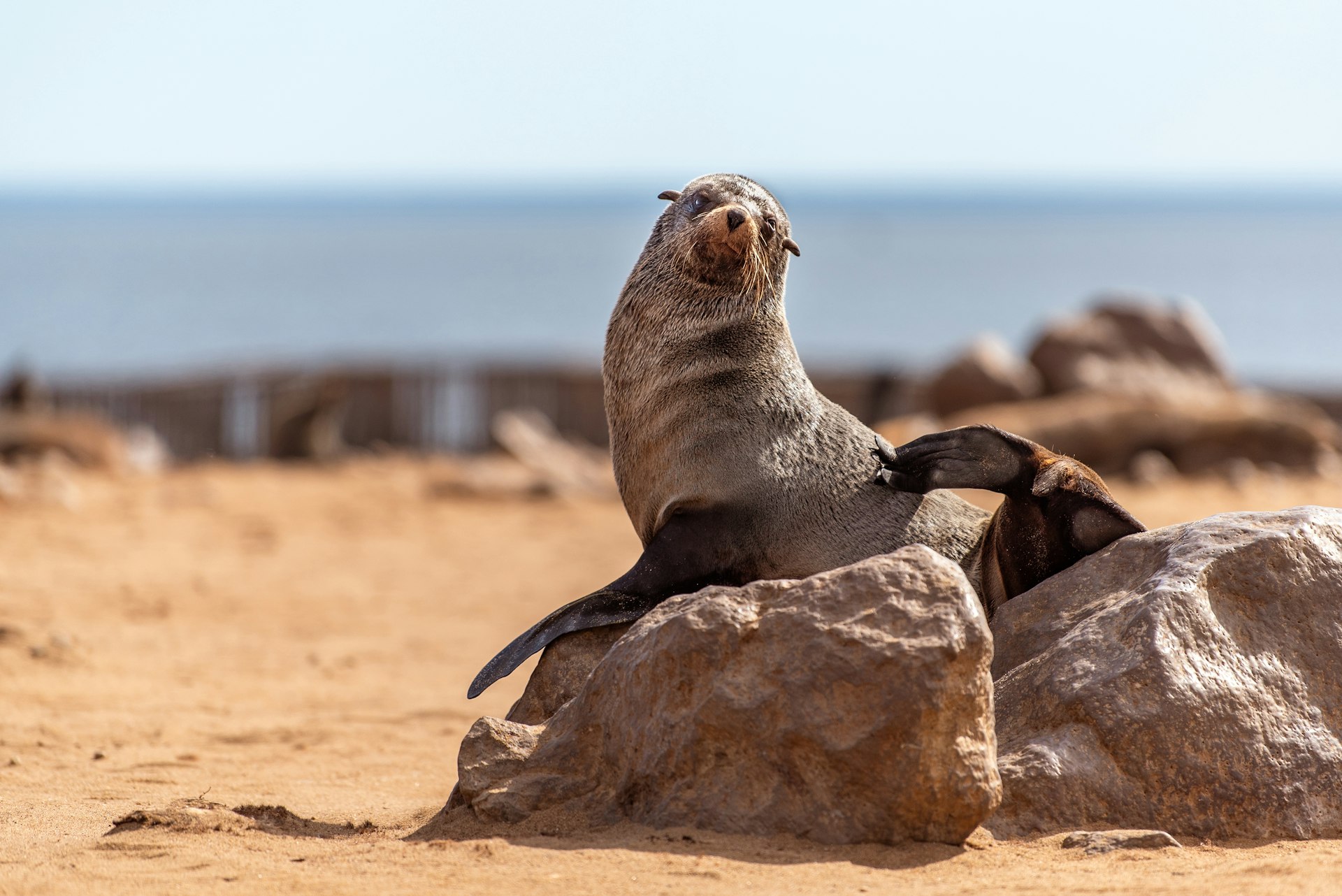 a sea lion sitting on a rock on the beach