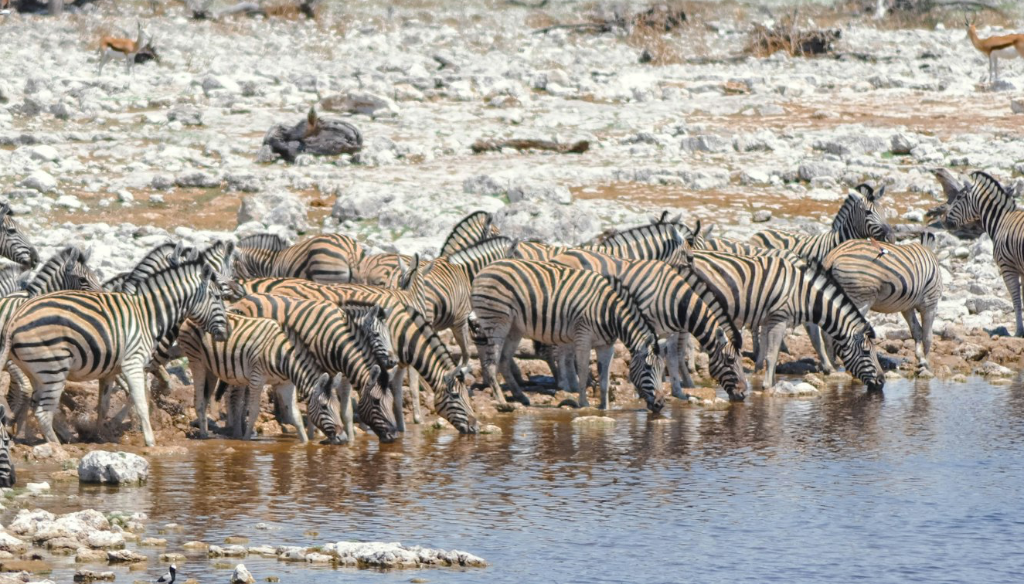 Zebras at the water in Etosha National Park