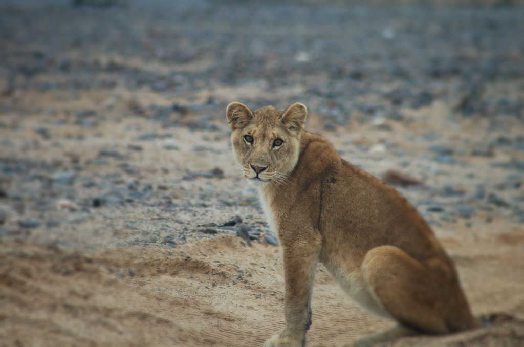 Desert lion seen on an Arch tour