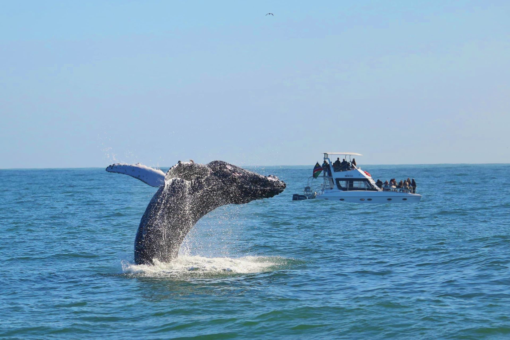 Catamaran boat tour