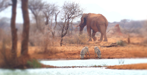 Explore the Namibian wildlife with our guided Namibian tour. Explore the Namibian wildlife with a guided Namibian tour.